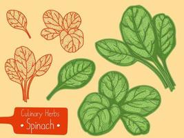 bladeren van culinaire kruid spinazie vector