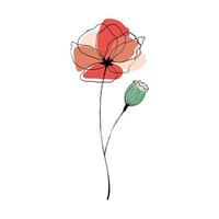 papaver bloem en capsule vector