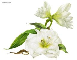 bruidscorsage boeket met witte hippeastrum vector