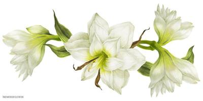 trouwslinger vignet met witte hippeastrum bloemen vector