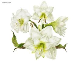 wit corsageboeket met hippeastrum vector