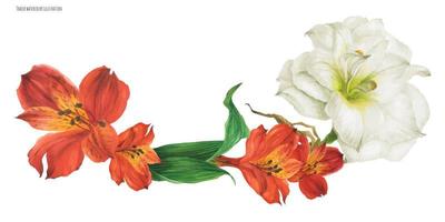 slinger vignet met rood alstroemeria en wit hippeastrum bloemen vector
