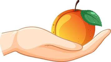 een perzik in een hand- geïsoleerd vector