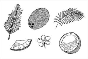 reeks van kokosnoot cliparts. hand- getrokken noot icoon. tropisch illustratie. voor afdrukken, web, ontwerp, decor vector