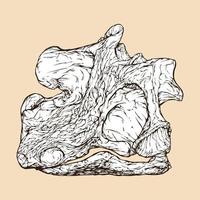 matamata schildpad schedel hoofd vector illustratie