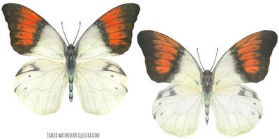 waterverf hebomoia vlinders vector