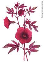 bordo hibiscus acetosella Afdeling vector