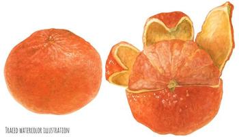 oranje mandarijn- fruit vector