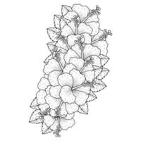 gemeenschappelijk hibiscus bloem schets bloeiende bloemblad of roos kaasjeskruid bloemen kleur bladzijde vector