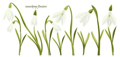 reeks mooi sneeuwklokje bloemen vector