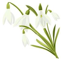 reeks mooi sneeuwklokje bloemen vector