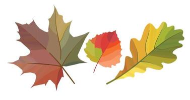 herfst bladeren. eik blad, esdoorn- blad, berk blad. vector afbeelding.