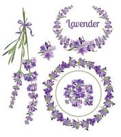 reeks feestelijk kaders en elementen met lavendel bloemen voor groet kaart. botanisch illustratie. vector