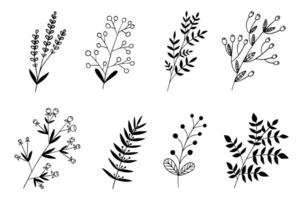 bloemen vector tekening reeks met zwart schets Aan een wit achtergrond. BES, bladeren, takjes, bloemblaadjes. element van natuur, bloemisterij, naar creëren een patroon, decor voor kaart, uitnodiging, groet, label.