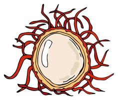 geschild ramboetan geïsoleerd tropisch fruit. vector ramboetan Thais fruit.