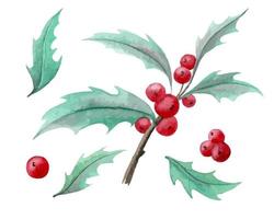 waterverf hulst Afdeling met rood bessen en groen bladeren. hand- geschilderd illustratie voor Kerstmis uitnodigingen en ansichtkaarten. schetsen Aan wit geïsoleerd achtergrond vector