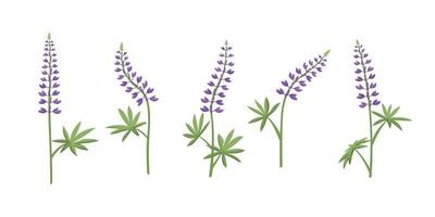 vector reeks van illustraties van lupine bloemen.