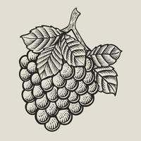 illustratie wijnoogst druif fruit met gravure stijl vector