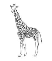 illustratie in giraffe kunst inkt stijl vector