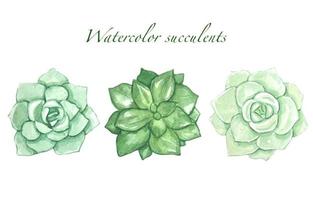 verzameling van waterverf groen vetplanten vector