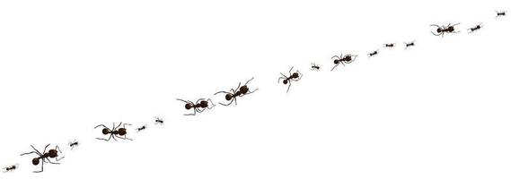 zwart mier pad. werken insect kromme groep silhouetten geïsoleerd. vector illustratie.