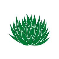 agave groen fabriek in vlak stijl. vector illustratie geïsoleerd Aan wit achtergrond. agave siroop voor maken tequila. Mexicaans sappig silhouet voor afdrukken en ontwerp. woestijn bloem abstract schetsen