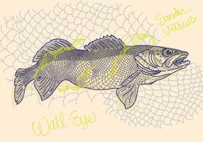 Gratis Walleye Vectorillustratie vector