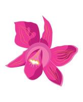vector illustrator van orchidee