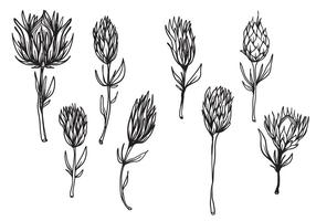 Vrije hand getekende protea bloem vector