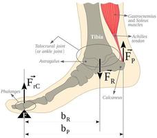 hefboom, enkel-voet-gastrocnemius en soleus spieren mechanisch systeem vector