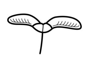 esdoorn- zaad. hand- getrokken schetsen botanisch element van esdoorn- samara. geïsoleerd vector illustratie.