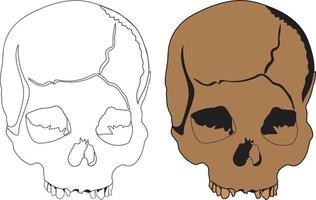 menselijk schedel vector