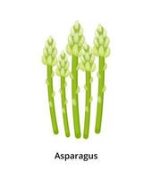 asperges spruiten geïsoleerd Aan wit achtergrond. vector