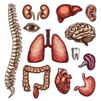 orgaan, bot en lichaam een deel schetsen van menselijk anatomie vector