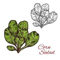 maïs salade vector schetsen groente icoon