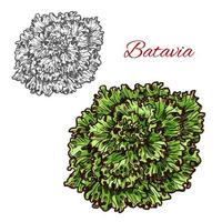 Batavia sla groente salade groen blad schetsen vector