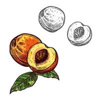 perzik fruit schetsen van nectarine met groen blad vector