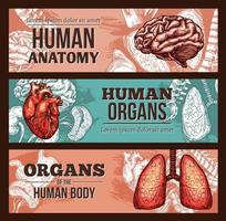 menselijk orgaan anatomie schetsen banier met lichaam onderdelen vector