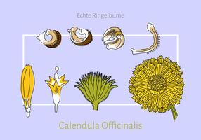 Gratis Calendula Vector Illustratie