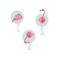 mooie staande zwerm flamingovogels vector