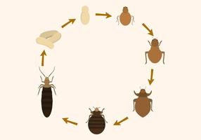 Gratis Bed Bug Life Cycle Vector