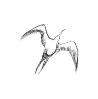 vector illustratie van hand- getrokken vliegend zwart skimmers. mooi dier ontwerp elementen, inkt tekening