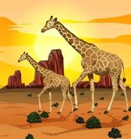 giraffen op de savanne grasland achtergrond