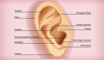 anatomie van extern oor educatief diagram vector