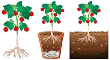 tomatenplant set vector