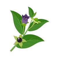 vector illustratie, belladonna, welke heeft een ander naam atropa belladonna of nachtschade, geïsoleerd Aan wit achtergrond.