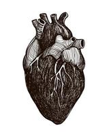 menselijk anatomisch hart vector