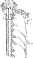 spinal medeplichtig zenuw, wijnoogst illustratie. vector