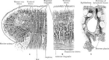 secties van de tong, wijnoogst illustratie. vector