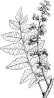 blad en deel van bloeiwijze van koelreuteria paniculata wijnoogst illustratie. vector